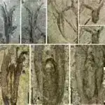 Superkeçirici kvant prosessorunun Hamilton parametrlərini qiymətləndirmək üçün yeni protokollar dəqiqliyi artıra bilər