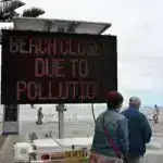 Laboratoriyada yetişdirilən qurbağalar: Kolumbiyalının vəhşi heyvan alverinə reaksiyası