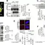 Saturn Trojan asteroidi təsdiqləndi