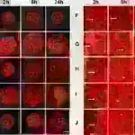 Mövcud anlayışı çətinləşdirən araşdırma, hərəkətə başlamaq üçün lazım olmayan dopaminin sürətlə sərbəst buraxıldığını ortaya qoyur