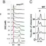 Üst kvarkların şifrəsini dəqiqliklə həll etmək: Böyük Adron Kollayderində aparılan təcrübə üst kvarkların cütlərinin necə əmələ gəldiyini ortaya qoyur