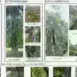 Tədqiqat göstərir ki, ‘Cedi’ gəmiricilər qoxu hisslərini artırmaq üçün səsdən istifadə edərək maddəni uzaqdan hərəkət etdirirlər