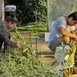 Elektrofiziologiya tədqiqatı qarışqa toksininin necə şiddətli ağrıya səbəb olduğunu göstərir