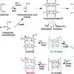 Füzyon cihazı plazmasında, dik ion temperatur gradienti maqnit adalarının böyüməsini yavaşlatır.