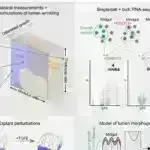 Tədqiqat: Marjinal sahibkarlar öz yollarını düzəldirlər