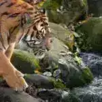 Araşdırma göstərir ki, şüşə burunlu delfinlər oynayarkən bir-birlərinə ‘gülürlər’