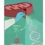 Lupusda unikal immun reaksiya yeni müalicələrə yol açır