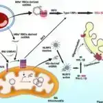 “Birinin qiymətinə iki”—alimlər virusa qarşı toxunulmazlığı gücləndirmək üçün yeni proses kəşf edirlər