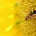 SOHO axşam səmasında debüt edən parlaq kometə casusluq edir