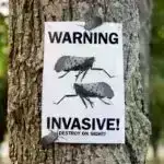 “Sirli qara toplar” Sidney çimərliklərini bağlayır