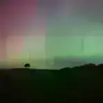 Yeni mavi dil virusu serotipi, BTV-12, Hollandiyada müəyyən edilmişdir