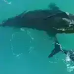 2024-cü ildə Heyvanlar Haqqında Öyrəndiyimiz Ən Sevimli 6 Şey