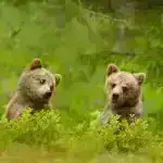 Düşüncənin İnanılmaz Yavaşlığı