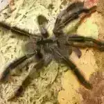 2024-cü ilin ən sevimli kosmik hekayələri – itirilmiş planetlərdən tutmuş insanların yaratdığı meteor yağışlarına qədər