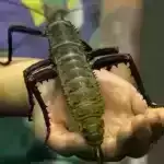 Siçan qulaqlıqları virtual reallığa beyin reaksiyasını öyrənməyi asanlaşdırır