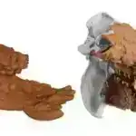 İçməli suya niyə flüor əlavə olunur?