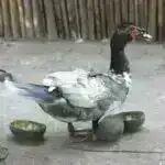 Müşahidələr fövqəlnova qalıqlarında gənc və enerjili pulsarı aşkar edir