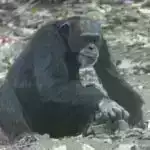 Tədqiqat makrofagların ağciyər fibrozunda səhv başa düşülən rolunu ortaya qoyur