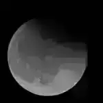 Nəsli kəsilməkdə olan bu balinalar 150 ilə qədər yaşaya bilər – əvvəllər düşünüldüyündən iki dəfə çox