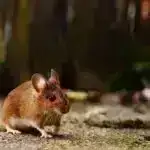 Hubble ultra-diffuz qalaktika FCC 224-də qeyri-adi qlobulyar klasterləri aşkar edir