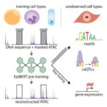 Alimlər təkmil səth-atmosfer modelləşdirməsi üçün optimal birləşmə hündürlüklərini tapırlar