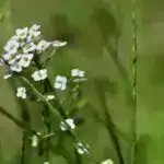 Bir melodiya fırlatmaq: Çinli alim pop mahnılarından sonra yeni hörümçək növlərini adlandırır