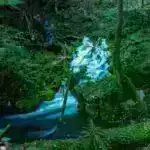 Çoxarvadlılıq quşlar üçün deyil: Fərqli cütləşmə təcrübələri təkamülü və sağ qalmağı necə formalaşdırır