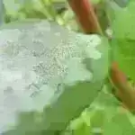 Tədqiqat sunamilərə və güclü küləklərə davamlı sahilyanı qara şam ağaclarını müəyyən edir