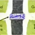 Phillip Island’ın boşanan pinqvinlərinin gizli həyatı