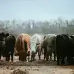 Alkoqol içmək sağlamlığınıza necə təsir edə bilər