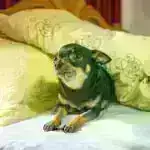 Mütəxəssis, davamlı qərarların necə qəbul ediləcəyini müzakirə edir