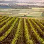 Araşdırmalar göstərir ki, mikroplastiklər insanların yediyi dəniz məhsullarında geniş yayılmışdır