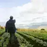 Klinik sınaq kolorektal xərçəngin təkrarlanmasının qarşısını almaqda aspirinin heç bir faydasını tapmadı