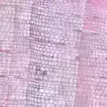 Dəmirin nüvəyə bənzər şəraitdə ərimə temperaturu və faza sabitliyi Yerin geodinamikasına işıq salır