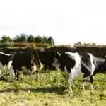 Aralıq dənizi pəhrizi bağırsaq bakteriyalarının dəyişməsi ilə yaddaşın yaxşılaşması ilə əlaqələndirilir