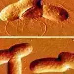 Şənbə Sitatları: Fəlakətli bir dövrdə hidroiqlim qamçı, hüceyrə koordinasiyası, həqiqətən köhnə buz nüvəsi