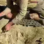 Süni intellekt daha yaxşı geomaqnit fırtına proqnozu üçün 700 milyon aurora şəklini təsnif edir