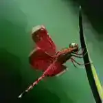 Şənbə sitatları: Yeni təbaşir yırtıcısı indicə düşdü; neytron ulduzlu dağlar; sərin ‘canlı dəniz divarı’