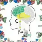 Tədqiqat göstərir ki, iqlim dəyişikliyinə qarşı fəaliyyət qrupları daha güclü iqlim dəyişikliyi səyləri olan ölkələrdə yaranır