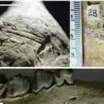 Klassikdən kvantaya: Mpemba effektini atom miqyasında yenidən təsəvvür etmək