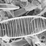 Bakteriyalarda gizli molekulyar qarşılıqlı əlaqənin xəritəsini çıxarmaq üçün AI maşın öyrənməsindən istifadə