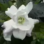 Tədqiqat orta yaşlı və yaşlı yetkinlərdə psixi və beyin sağlamlığı ilə əlaqəli psixoloji profilləri ortaya qoyur