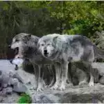 2024-cü ilin son günündə SpaceX buraxılışı Kosmik Sahilin sayını il ərzində 93-ə çatdırdı