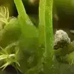 Bitki davamlılığının kilidini açmaq: Ortaq genlər iqlimə hazır məhsullar üçün ümid verir