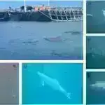 Yeni kəşf edilmiş qrup iki optik qaranlıq ulduz əmələ gətirən qalaktikaya ev sahibliyi edir