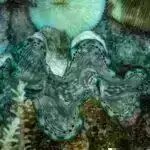 Araşdırma göstərir ki, kişilər və qadınlar eyni dərəcədə gənc tərəfdaşları cəlb edir