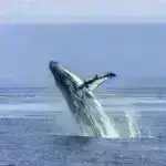 Qədim karxana şaftında qırmızıya boyanmış Roma dövrünə aid it penis sümüyü aşkar edilib