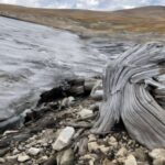 Sink çatışmazlığı köhnə antibiotikləri canlandıraraq, davamlı bakteriyalarda zəifliyi ortaya qoyur