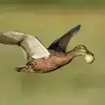 Arktikadakı qrunt suları əvvəllər bilindiyindən daha çox karbonu okeana çatdırır