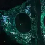 Tədqiqat İrlandiya kartof aclığının patogeninin doğulduğu yer kimi Meksikanı deyil, Cənubi Amerikanı göstərir